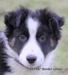 Tricolour MALE border collie puppy
